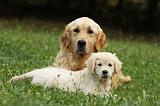 GOLDEN RETRIEVER 885